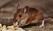 24 Hour & Emergency Exterminators in Maryland Hts, MO